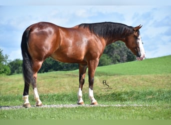 Quarter horse américain, Hongre, 4 Ans, 150 cm, Bai cerise