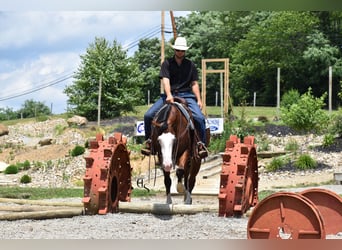 Quarter horse américain, Hongre, 4 Ans, 150 cm, Bai cerise