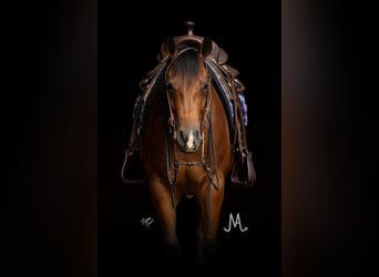 Quarter horse américain, Hongre, 4 Ans, 150 cm, Bai cerise