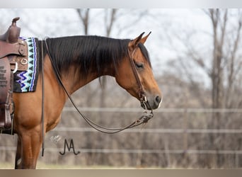 Quarter horse américain, Hongre, 4 Ans, 150 cm, Bai cerise