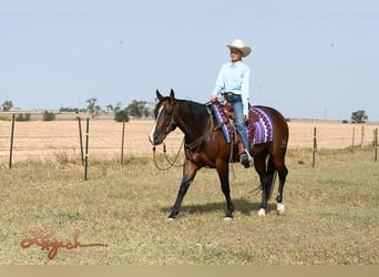 Quarter horse américain, Hongre, 4 Ans, 150 cm, Bai cerise