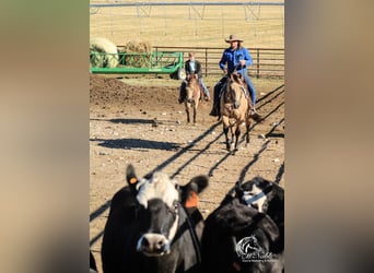 Quarter horse américain, Hongre, 4 Ans, 150 cm, Buckskin