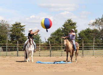 Quarter horse américain, Hongre, 4 Ans, 150 cm, Buckskin