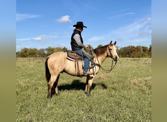 Quarter horse américain, Hongre, 4 Ans, 150 cm, Buckskin