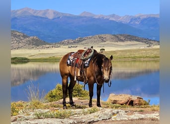 Quarter horse américain, Hongre, 4 Ans, 150 cm, Buckskin