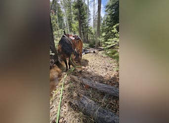 Quarter horse américain, Hongre, 4 Ans, 150 cm, Buckskin