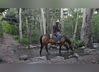 Quarter horse américain, Hongre, 4 Ans, 150 cm, Buckskin