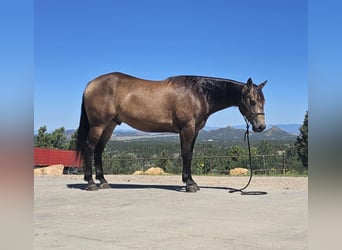 Quarter horse américain, Hongre, 4 Ans, 150 cm, Buckskin