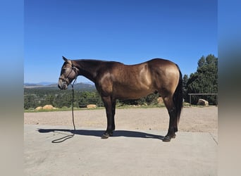 Quarter horse américain, Hongre, 4 Ans, 150 cm, Buckskin