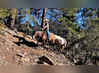 Quarter horse américain, Hongre, 4 Ans, 150 cm, Buckskin