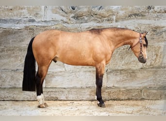 Quarter horse américain, Hongre, 4 Ans, 150 cm, Buckskin