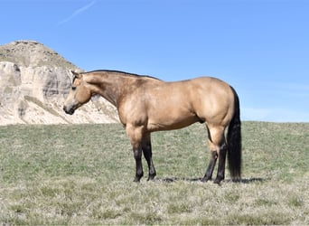 Quarter horse américain, Hongre, 4 Ans, 150 cm, Buckskin