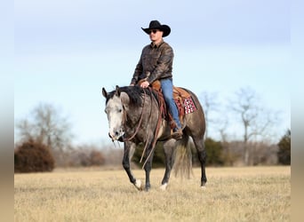 Quarter horse américain, Hongre, 4 Ans, 150 cm, Gris