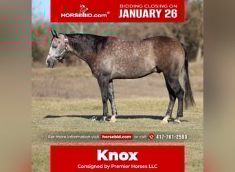 Quarter horse américain, Hongre, 4 Ans, 150 cm, Gris