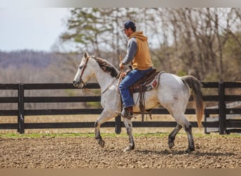 Quarter horse américain, Hongre, 4 Ans, 150 cm, Gris