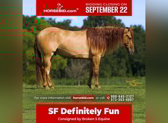 Quarter horse américain, Hongre, 4 Ans, 150 cm, Isabelle