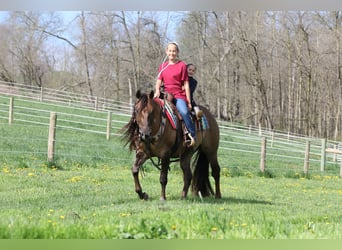Quarter horse américain, Hongre, 4 Ans, 150 cm, Isabelle