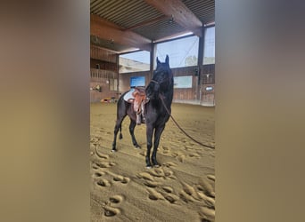 Quarter horse américain, Hongre, 4 Ans, 150 cm, Noir