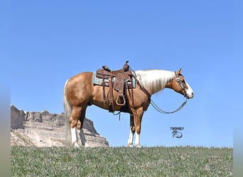 Quarter horse américain, Hongre, 4 Ans, 150 cm, Palomino
