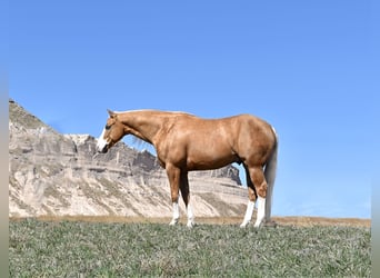 Quarter horse américain, Hongre, 4 Ans, 150 cm, Palomino