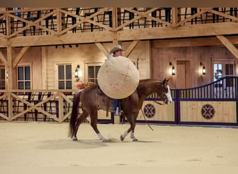 Quarter horse américain, Hongre, 4 Ans, 150 cm, Rabicano