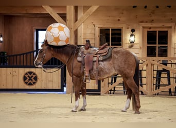 Quarter horse américain, Hongre, 4 Ans, 150 cm, Rabicano