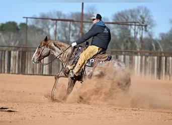 Quarter horse américain, Hongre, 4 Ans, 150 cm, Rouan Rouge