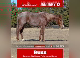 Quarter horse américain, Hongre, 4 Ans, 150 cm, Rouan Rouge