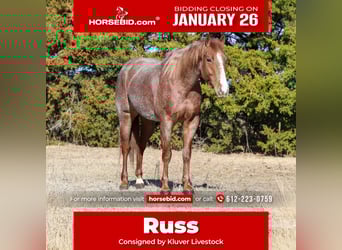 Quarter horse américain, Hongre, 4 Ans, 150 cm, Rouan Rouge