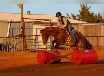 Quarter horse américain, Hongre, 4 Ans, 150 cm, Rouan Rouge
