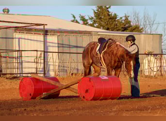 Quarter horse américain, Hongre, 4 Ans, 150 cm, Rouan Rouge