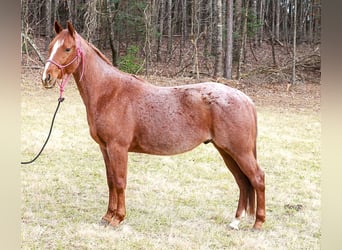 Quarter horse américain, Hongre, 4 Ans, 150 cm, Rouan Rouge