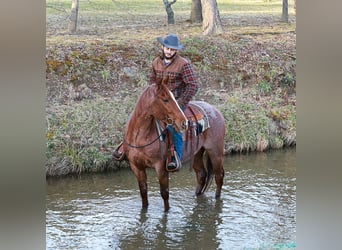 Quarter horse américain, Hongre, 4 Ans, 150 cm, Rouan Rouge