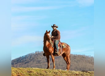 Quarter horse américain, Hongre, 4 Ans, 150 cm, Rouan Rouge