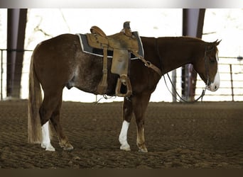 Quarter horse américain, Hongre, 4 Ans, 150 cm, Rouan Rouge
