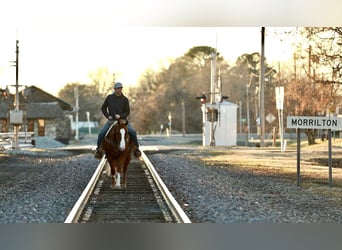 Quarter horse américain, Hongre, 4 Ans, 150 cm, Rouan Rouge