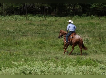 Quarter horse américain, Hongre, 4 Ans, 150 cm, Rouan Rouge