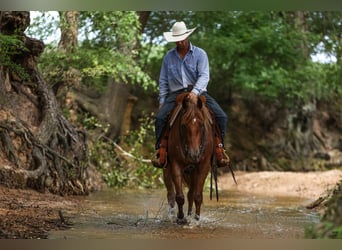 Quarter horse américain, Hongre, 4 Ans, 150 cm, Rouan Rouge