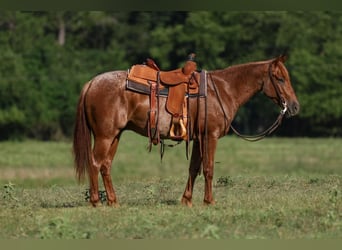 Quarter horse américain, Hongre, 4 Ans, 150 cm, Rouan Rouge