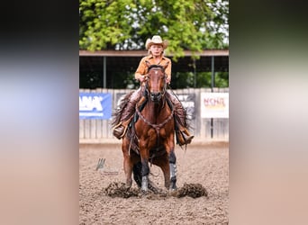 Quarter horse américain, Hongre, 4 Ans, 151 cm, Bai