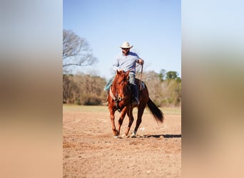 Quarter horse américain, Hongre, 4 Ans, 152 cm, Alezan cuivré