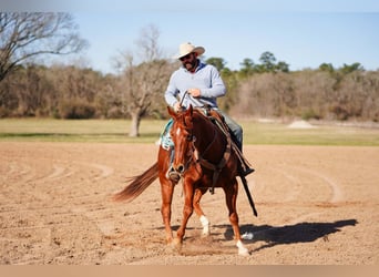 Quarter horse américain, Hongre, 4 Ans, 152 cm, Alezan cuivré