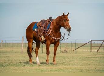 Quarter horse américain, Hongre, 4 Ans, 152 cm, Alezan cuivré