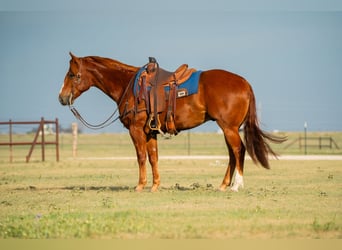 Quarter horse américain, Hongre, 4 Ans, 152 cm, Alezan cuivré