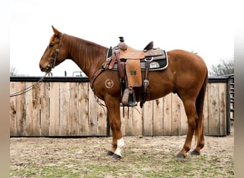 Quarter horse américain, Hongre, 4 Ans, 152 cm, Alezan cuivré