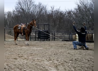 Quarter horse américain, Hongre, 4 Ans, 152 cm, Alezan cuivré