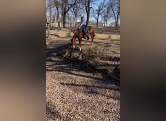 Quarter horse américain, Hongre, 4 Ans, 152 cm, Alezan cuivré