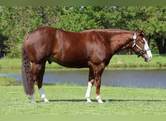 Quarter horse américain, Hongre, 4 Ans, 152 cm, Alezan cuivré