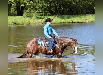 Quarter horse américain, Hongre, 4 Ans, 152 cm, Alezan cuivré