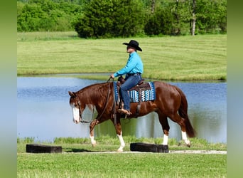 Quarter horse américain, Hongre, 4 Ans, 152 cm, Alezan cuivré